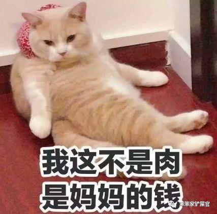 猫咪特别能吃,但就是吃不胖你以为真的是体质问题
