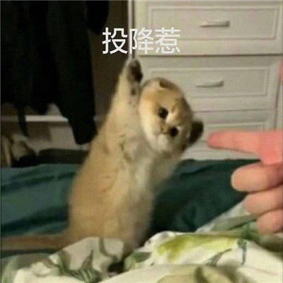 最新文字斗图可爱表情包合集我想我会很温柔的喜欢你