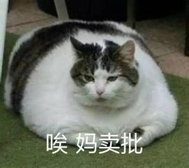 逐渐肥胖表情包猫咪