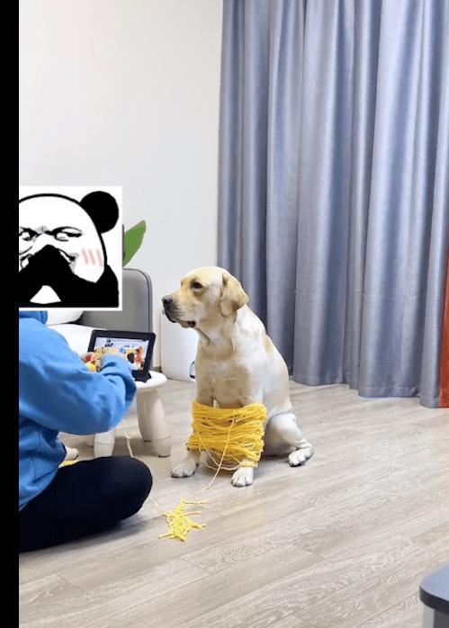 天冷了网友打算织围脖,让狗狗帮忙来撑毛线,看它表情很不情愿呀