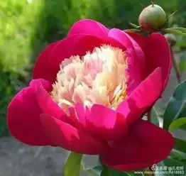 咏春曲