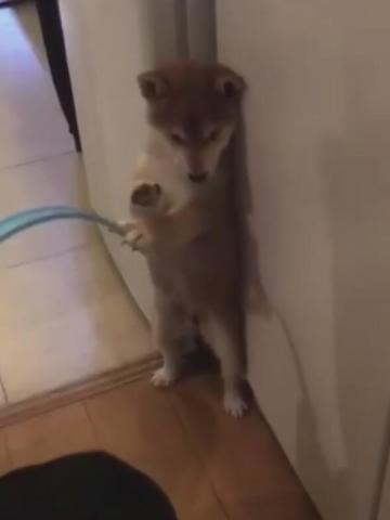 狗狗犯错怕被打,一直把东西挡住,害怕被打的表情太逗