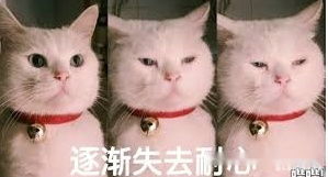 g胖7年磨一剑,质量高氪金少,为何一个月就凉了