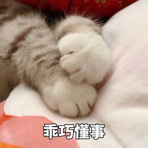 萌宠表情包我知道错了,你什么时候回我啊