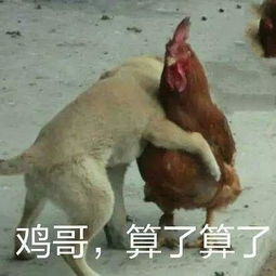 鸡年专属表情包来斗图哇