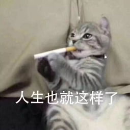 跪下唱征服的表情包撒娇