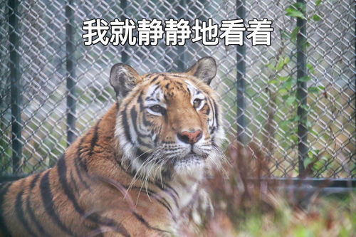 动物园的那些事虎年到了,来一波虎虎拜年表情包,请查收