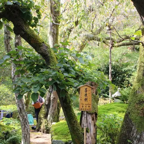 如果到了京都,岚山值不值得去绝不应该是个问题