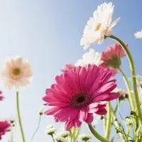 花朵头像图片大全淡雅微信头像图片大全
