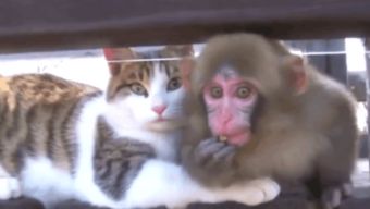动物也爱kiss小猴子狂吻猫咪