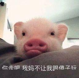 取名字能有多草率最后一个笑出猪叫