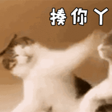 可爱打人的动态表情包