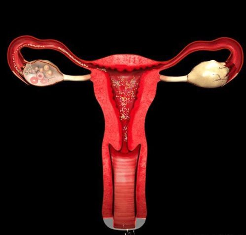 女人一生有多少卵子能受精呢35岁后,怀孕率为何下降了
