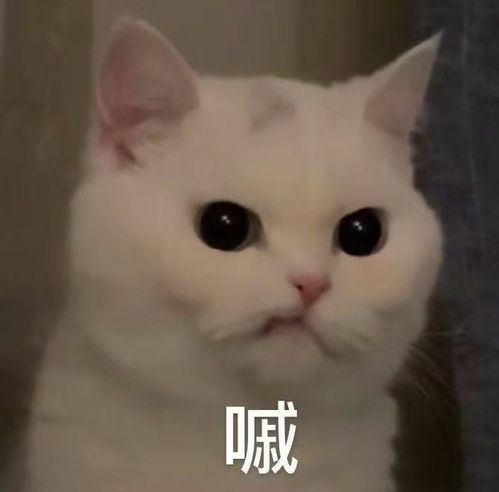 今日份沙雕表情包毁灭吧,我累了