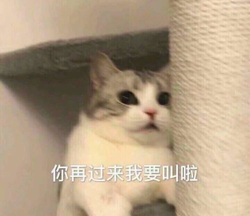 15张超级可爱猫咪表情包,生活很苦,可猫咪很甜呀