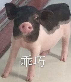 正经幽默段子,配上傻傻憨憨表情包,肚子都笑疼