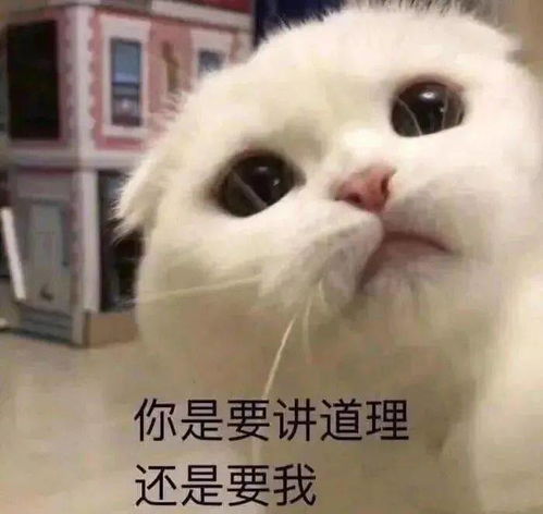 小仙女表情包用起来