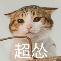 男孩写作业发呆,胖橘上去就是一爪子你是我带过最差的一届