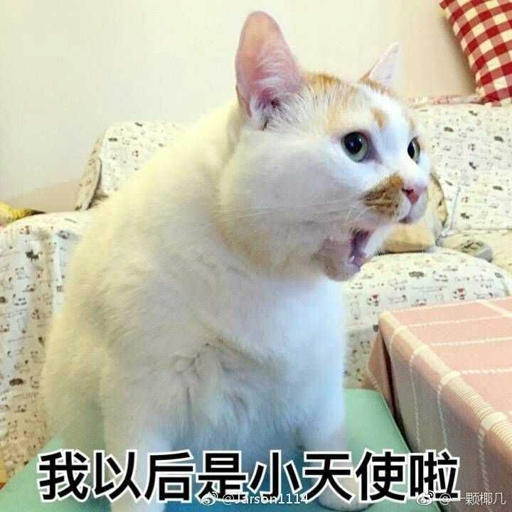 表情你连表情包里猫的名字都不知道,还敢说爱猫手机新浪网表情