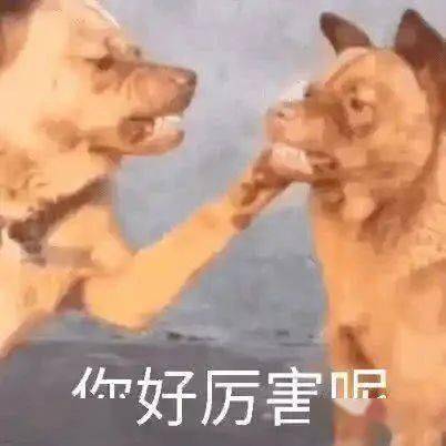 沙雕聊天表情包