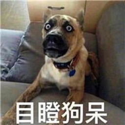 狗系表情包大赛,三类表情包笑点十足,究竟哪一类才是你菜