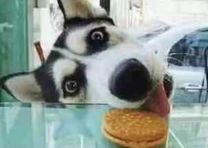 柴犬vs哈士奇,论养了只表情包是什么感觉