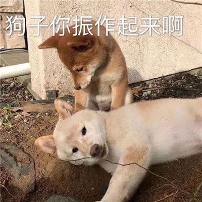 能够让你快乐表情包合集