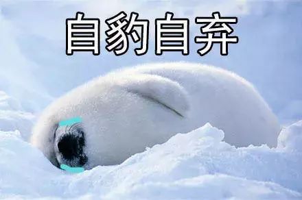 豹毙表情包豹子