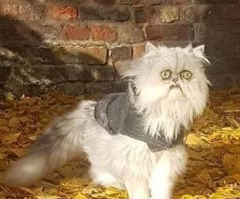 并不是所有猫都能吸动的,看到这些猫只想说小别致长得真东西嘿