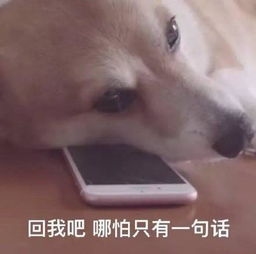 狗狗表情包斗图系列好兄弟好好做狗心如死灰