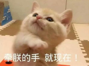 最近火了一组猫咪撒娇表情包凶什么凶,我跪下来不就好了