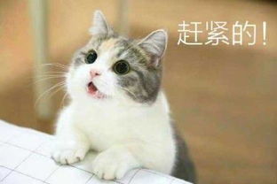 灰白圆脸萌猫表情包