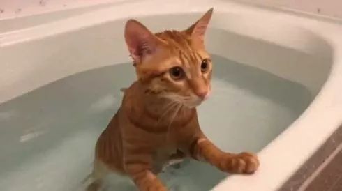 每日吸猫净化灵魂