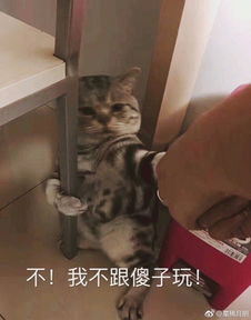 不要催在做了表情包撒手