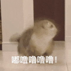 萌宠表情包我跟你讲,猪是没有头发的