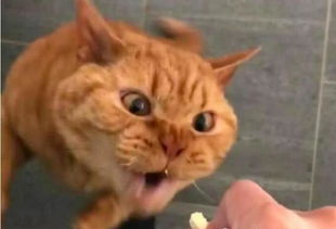 橘猫看到零食就激动,每个神情都的英文表情包别急没人跟你抢