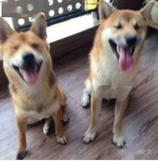 这是一只爱美的常对着镜子做出不同的表情的柴犬......