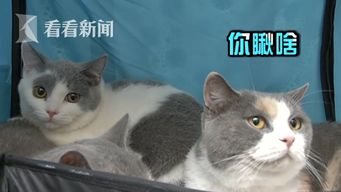 视频选美不如睡觉猫主子齐聚展会表情高冷就不让你撸