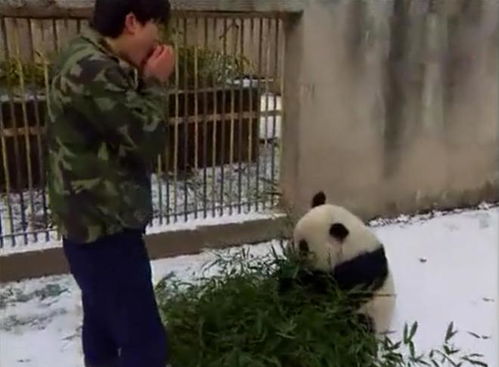 大熊猫高高的传奇熊生三次放归都要回家,混上编制后却记仇奶爸