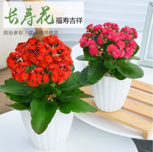 珍惜珍惜每一次花开,笑对每一次花落