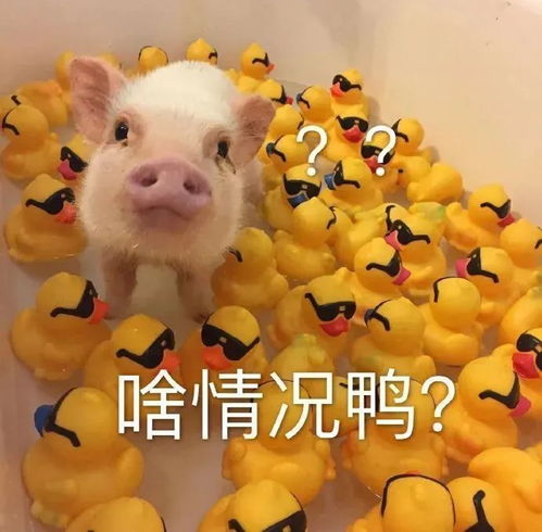 表情包跑图吗,姐妹