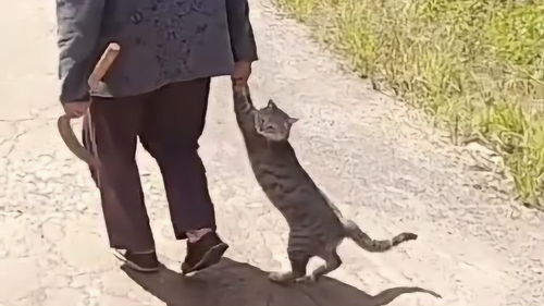 猫咪偷跑被奶奶抓回,一脸生无可恋的表情,太搞笑了