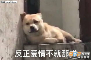 你击中我了妹妹狗狗表情包崽你三叔四婶儿七舅老爷都对你非常失望表情包下载乐游网游戏下载