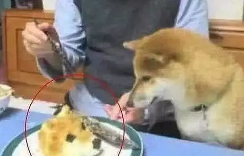 狗头护体表情包焦磷酸