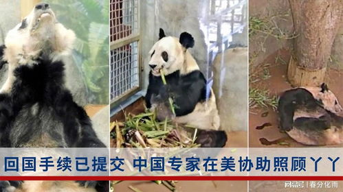 丫丫何时能回国孟菲斯动物园已提交所有申请,我们热爱大熊猫