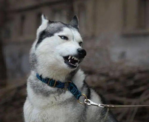 动物界表情包愤怒的哈士奇,治愈微笑的柴犬,还有职业假笑的猫