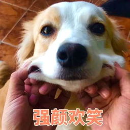 微信表情包胖男孩动画狗狗