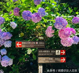 日本规模最大的紫阳花开在一个风景秀丽的港湾城市