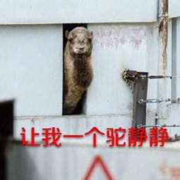 新闻哥老公,出门打劫别忘了戴口罩