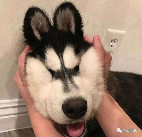 哈士奇那种深入骨髓的二,大家来感受一下